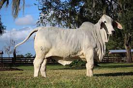 The brahman or brahma is a breed of zebu cattle (bos indicus) that was first bred in the united states from cattle breeds imported from india. Polled Brahman Cattle For Sale Buy Red Gray Polled Brahmans Moreno Ranches