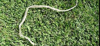 What To Do If You Find A Shed Snake Skin