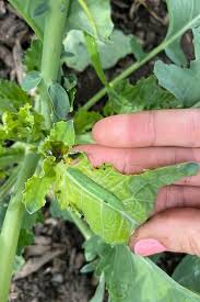prevent cabbage worms organically