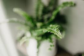 6 Indoor Plants That Attract Pests