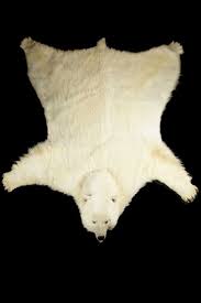 polar bear rug carpet ursus maritimus