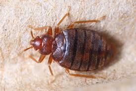 In innenräumen richtet der schwarze käfer vor allem schaden an textilien an. Bettwanzen Bekampfen Ohne Kammerjager Selbermachen De