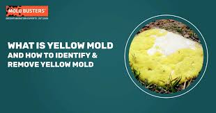 what is yellow mold how to identify