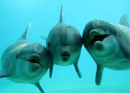 Résultat de recherche d'images pour "dauphins"