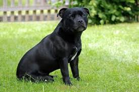 Growth Staffordshire Bull Terrier Puppy Weight Chart