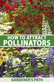 Attract Pollinators To The Garden