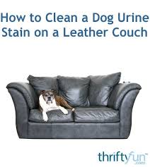 urine smell leather couch big