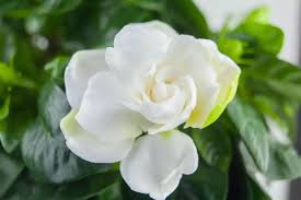 When Do Gardenias Bloom And How To