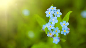 Also do you want to put in the ground or a pot. Forget Me Not Flowers Care Secrets 101 Plantophiles