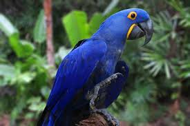 how much does a hyacinth macaw cost