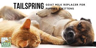 goat milk replacer for puppies