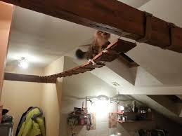 Diy Ceiling Bridge For Cat Diy Cat