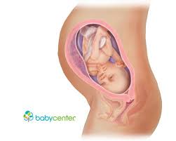 31 Weeks Pregnant Baby Development Baby In Womb 31 Weeks