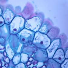Maybe you would like to learn more about one of these? Typical Animal And Plant Cells Sec Individual Microscope Slide Carolina Com Plant And Animal Cells Plant Cell Microscopic Cells