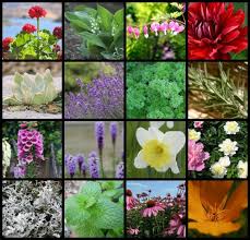 50 Deer Resistant Flowers Plants And