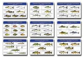 Fish Ident I Cards Set Waterproof Freshwater Fish Identification Cards