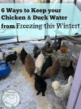 what-can-you-put-in-chicken-water-to-keep-it-from-freezing