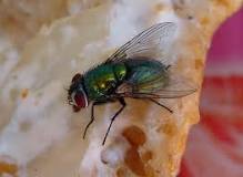 What happens if a fly touches your food?