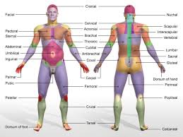 This quiz consists of 20 ultimate questions of the topic, so, take it and answer as much right as you can. Body Regions Labeling Worksheet Worksheets Are A Crucial Portion Of Gaining Knowledge In 2021 Anatomy And Physiology Basic Anatomy And Physiology Human Body Anatomy