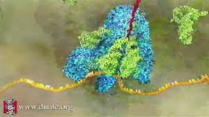Image result for translation ribosome