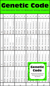 Genetic Code For Protein Synthesis Molecular Biology