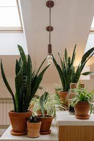 Indoor Plant For Low Light Tips And