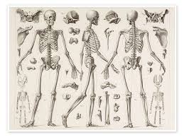 skeleton of a fully grown human print