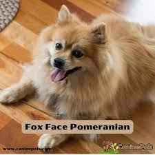 fox face pomeranian