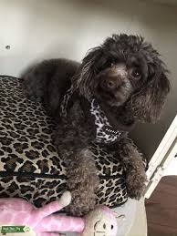 full bred chocolate toy poodle stud