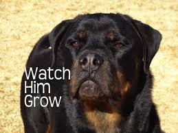 Rottweilers First Year Watch Him Grow Youtube