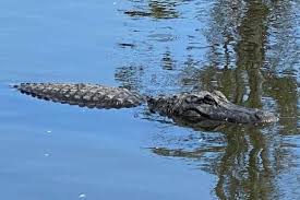 8 Florida Alligator Parks You Won't Want to Miss • Authentic Florida