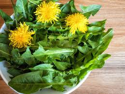 how to use dandelion flowers and plants