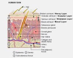 Human skin has numerous functions, it is the major interface between the environment and the human organs and so it serves many specialised functions that facilitate survival. Human Skin Cells Under Microscope Labeled Micropedia