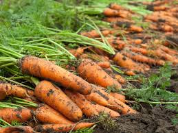 carrots are ready to harvest
