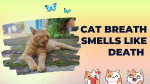 cat breath smells like reasons