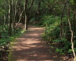제주곶자왈도립공원 풍경 나무 숲길, AI로 생성