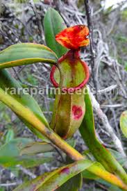 Pitcher plants go through a dormant period in the winter months, so they don't thrive when planted in tropical climates or when tended indoors. Nepenthes Vieillardii New Caledonia Pitcher Plant Buy Seeds At Rarepalmseeds Com