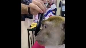a video of monkey visiting barber
