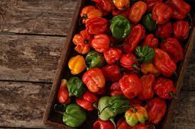 scotch bonnet what is it and how to