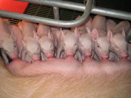 future pig breeding