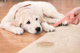 rug carpet pet stain odor removal