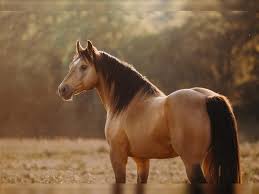 The spanish mustang is an american horse breed descended from horses brought from spain during the early conquest of the americas. Ari Mustang American Stallion Buckskin