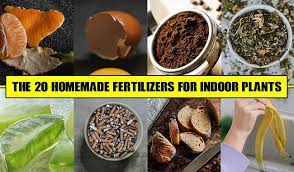 homemade fertilizer for indoor plants