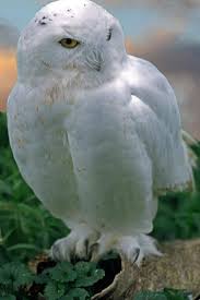 Snowy Owl Arctic Tundra Povungnituk