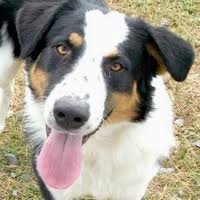 Maybe you would like to learn more about one of these? Australian Shepherd Rescue Adoptions