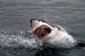 enormous great white shark is now just