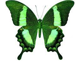 Green Butterfly Wallpapers - Top Free ...