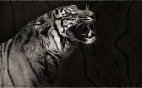 wallpaper tiger art predator