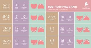 Baby Teeth Size In 1 Year