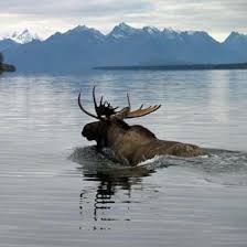 Grizzly Bear Chasing Moose In The River Wild Animals